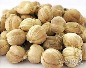 白豆蔻