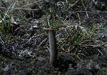野生的冬虫夏草菌孢