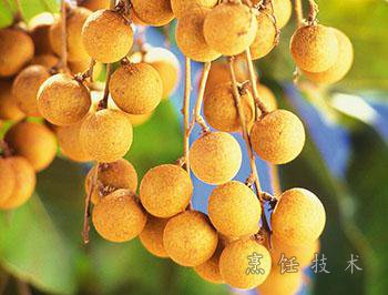 龙眼,桂圆