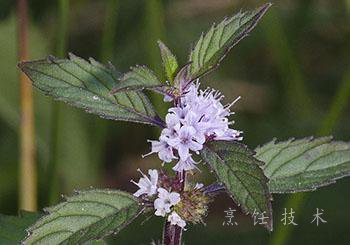 薄荷