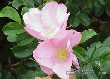 玫瑰花